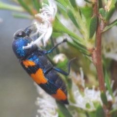 Castiarina klugii at Black Mountain - 8 Dec 2023 02:52 PM