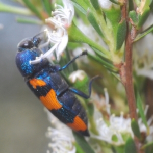 Castiarina klugii at Black Mountain - 8 Dec 2023 02:52 PM