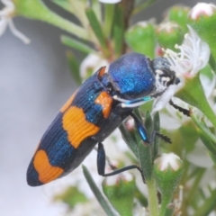 Castiarina klugii at Black Mountain - 8 Dec 2023 02:52 PM