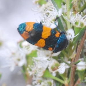 Castiarina klugii at Black Mountain - 8 Dec 2023 02:52 PM