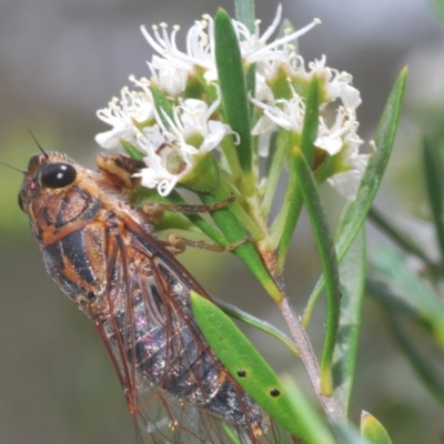 Galanga labeculata (Double-spotted cicada) at Black Mountain - 8 Dec 2023 by Harrisi
