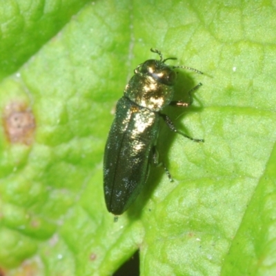 Aaaaba fossicollis (Raspberry jewel beetle) at Canberra Central, ACT - 8 Dec 2023 by Harrisi