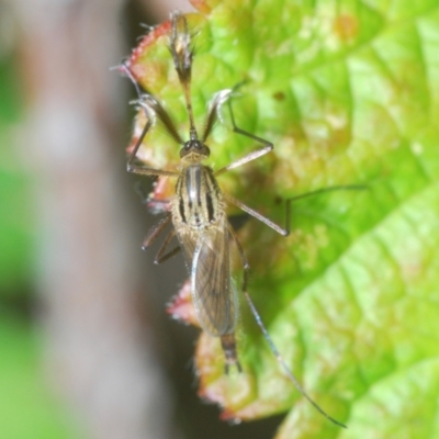 Unidentified Crane fly, midge, mosquito or gnat (several families) at Canberra Central, ACT - 8 Dec 2023 by Harrisi