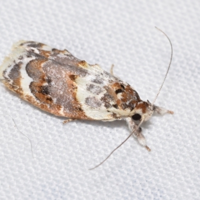 Piloprepes gelidella (A Concealer moth) at QPRC LGA - 11 Dec 2023 by DianneClarke