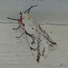 Ardices canescens (Dark-spotted Tiger Moth) at Pollinator-friendly garden Conder - 1 Oct 2023 by michaelb