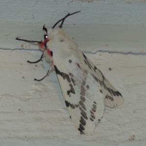 Ardices canescens at Pollinator-friendly garden Conder - 1 Oct 2023