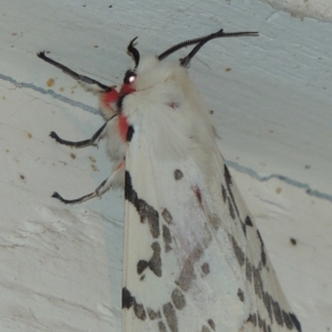 Ardices canescens at Pollinator-friendly garden Conder - 1 Oct 2023 08:38 PM