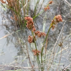 Juncus (genus) (A Rush) at QPRC LGA - 10 Dec 2023 by JaneR