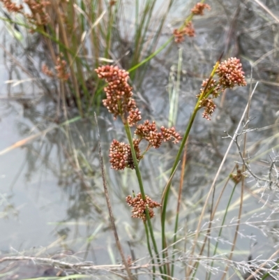 Juncus (genus) (A Rush) at QPRC LGA - 10 Dec 2023 by JaneR