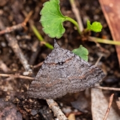 Dichromodes obtusata at Penrose - 10 Dec 2023 by Aussiegall