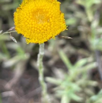 Coronidium gunnianum (Gunn's Everlasting) at Bendoura, NSW - 10 Dec 2023 by JaneR