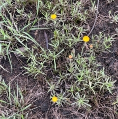 Coronidium gunnianum at QPRC LGA - 10 Dec 2023