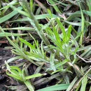 Coronidium gunnianum at QPRC LGA - 10 Dec 2023