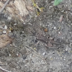 Phaulacridium vittatum (Wingless Grasshopper) at Boro - 10 Dec 2023 by Paul4K