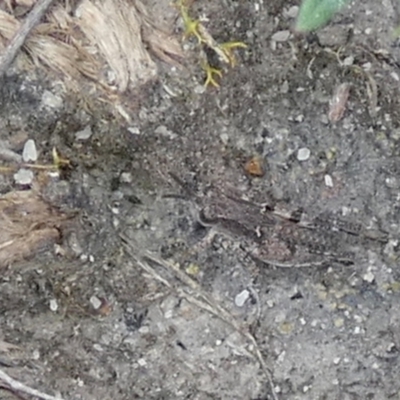 Phaulacridium vittatum (Wingless Grasshopper) at Boro - 10 Dec 2023 by Paul4K