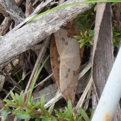 Epicyme rubropunctaria (Red-spotted Delicate) at QPRC LGA - 10 Dec 2023 by Paul4K