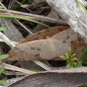 Epicyme rubropunctaria at Boro - 10 Dec 2023