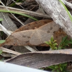 Epicyme rubropunctaria at Boro - 10 Dec 2023