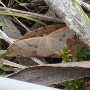 Epicyme rubropunctaria at Boro - 10 Dec 2023