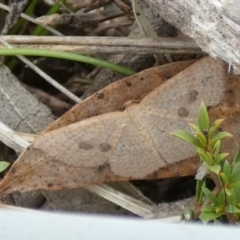 Epicyme rubropunctaria at Boro - 10 Dec 2023