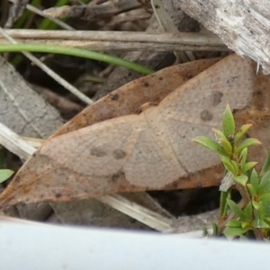 Epicyme rubropunctaria at Boro - 10 Dec 2023