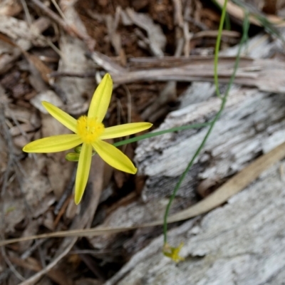 Tricoryne elatior (Yellow Rush Lily) at Boro - 10 Dec 2023 by Paul4K