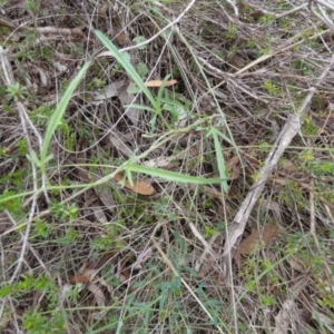 Convolvulus angustissimus subsp. angustissimus at QPRC LGA - 10 Dec 2023