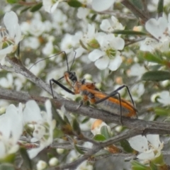 Gminatus australis (Orange assassin bug) at Boro - 10 Dec 2023 by Paul4K