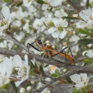 Gminatus australis at QPRC LGA - 10 Dec 2023