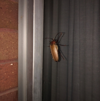 Unidentified Beetle (Coleoptera) at Lugarno, NSW - 10 Dec 2023 by May50