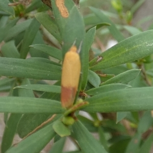 Tachystola stenoptera at QPRC LGA - suppressed