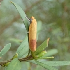 Tachystola stenoptera at QPRC LGA - suppressed