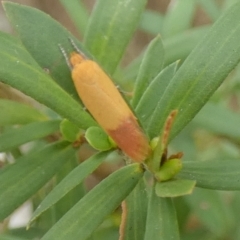 Tachystola stenoptera at QPRC LGA - suppressed