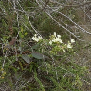 Bursaria spinosa subsp. lasiophylla at QPRC LGA - 10 Dec 2023