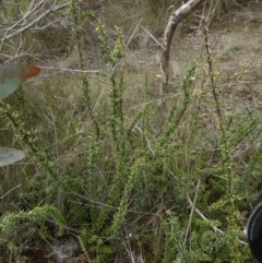 Bursaria spinosa subsp. lasiophylla at QPRC LGA - suppressed