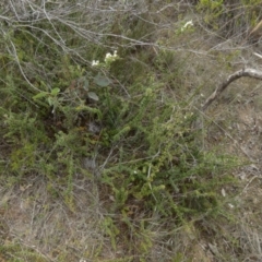 Bursaria spinosa subsp. lasiophylla at QPRC LGA - suppressed