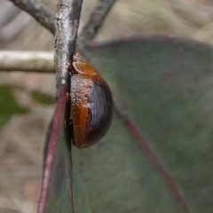 Paropsisterna cloelia (Eucalyptus variegated beetle) at Boro - 10 Dec 2023 by Paul4K