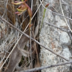 Caleana minor (Small Duck Orchid) at Boro - 10 Dec 2023 by Paul4K