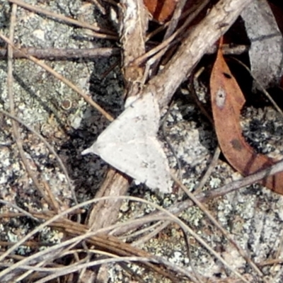 Dichromodes estigmaria (Pale Grey Heath Moth) at Boro - 10 Dec 2023 by Paul4K