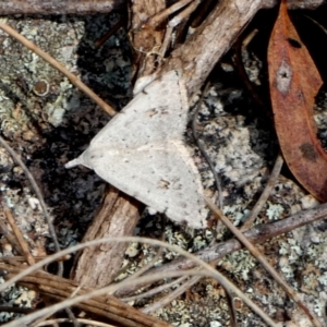 Dichromodes estigmaria at Boro - suppressed