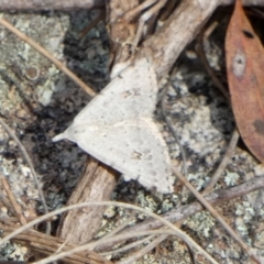 Dichromodes estigmaria at Boro - 10 Dec 2023