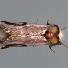 Epicoma melanospila (Black Spot Moth) at Ainslie, ACT - 11 Dec 2023 by jb2602
