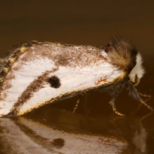 Epicoma melanospila at Ainslie, ACT - 11 Dec 2023