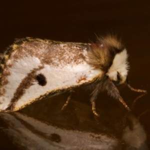 Epicoma melanospila at Ainslie, ACT - 11 Dec 2023