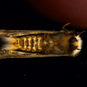 Epicoma melanospila at Ainslie, ACT - 11 Dec 2023