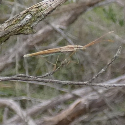 Mutusca brevicornis (A broad-headed bug) at QPRC LGA - 10 Dec 2023 by Paul4K