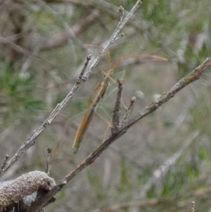 Mutusca brevicornis at Boro - 10 Dec 2023