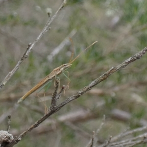 Mutusca brevicornis at Boro - 10 Dec 2023