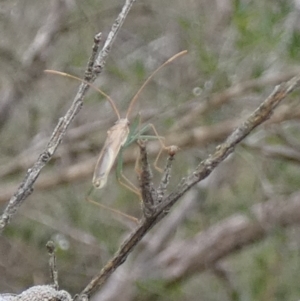 Mutusca brevicornis at Boro - 10 Dec 2023