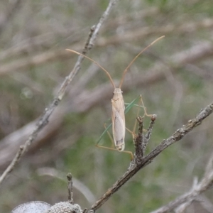 Mutusca brevicornis at Boro - 10 Dec 2023